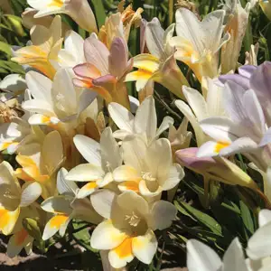 Freesia Refracta Mixed