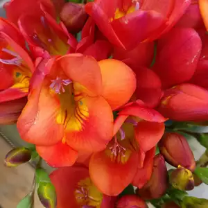 Top 10 Bulbs To Plant In Spring Freesia Santorini Pkfresan 2020 - Garden Express Australia