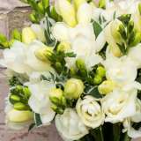 Freesia Virginia