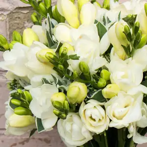 Top 10 Bulbs To Plant In Spring Freesia Virginia Pkfrevir 2020 - Garden Express Australia