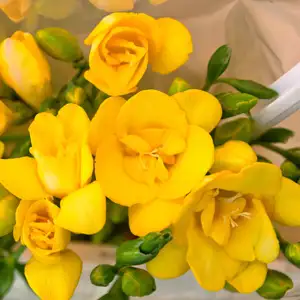 Top 10 Bulbs To Plant In Spring Freesia Yvonne Pkfreyvo 2020 - Garden Express Australia