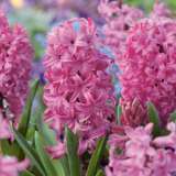 Hyacinth Pink Pearl Pkhyappe 2020 - Garden Express Australia