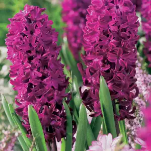 Hyacinth Growing Guide Hyacinth Woodstock Pkhyawoo 2020 - Garden Express Australia