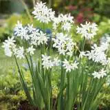 Jonquil Paperwhite Jonquil Paperwhite