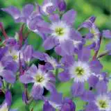 Leucocoryne Glory Of The Sun 2 Pkleugos 2020 - Garden Express Australia