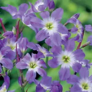 Leucocoryne Glory Of The Sun