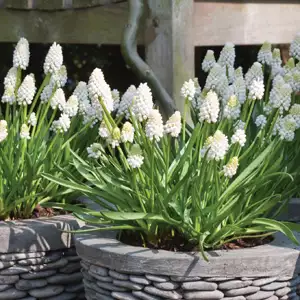 Grape Hyacinth Argaei Album Grape Hyacinth Argaei Album