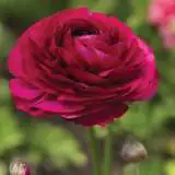 Ranunculi Burgundy Pkranbur 2020 - Garden Express Australia