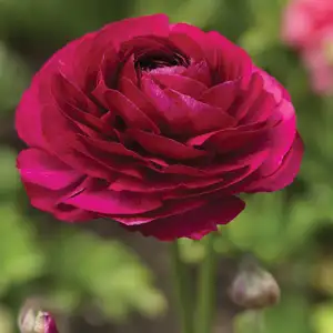 Ranunculi Burgundy