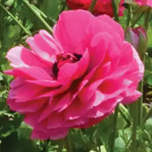 Ranunculi Cerise Pink