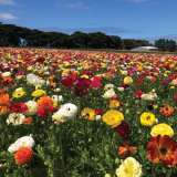 Ranunculi Mixed Ranunculi Mixed