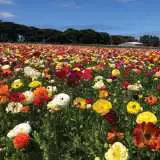 Ranunculi Mixed Ranunculi Mixed