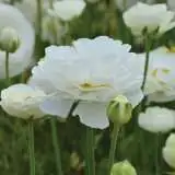 Ranunculi White Ranunculi White