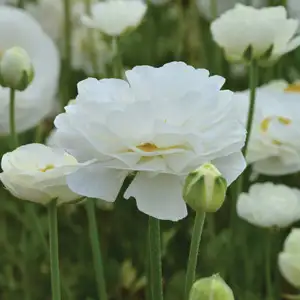 Ranunculi White Ranunculi White