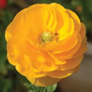 Ranunculi Yellow Ranunculi Yellow