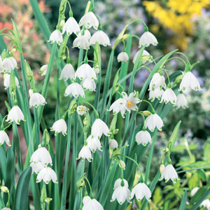 Snowflakes Pre Order Garden Express