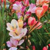 Tritonia Pastel Mixed Pktripmx - Garden Express Australia