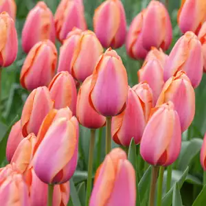 Tulip Apricot Impression