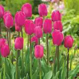 Tulip Barcelona Pktulbar 2020 - Garden Express Australia