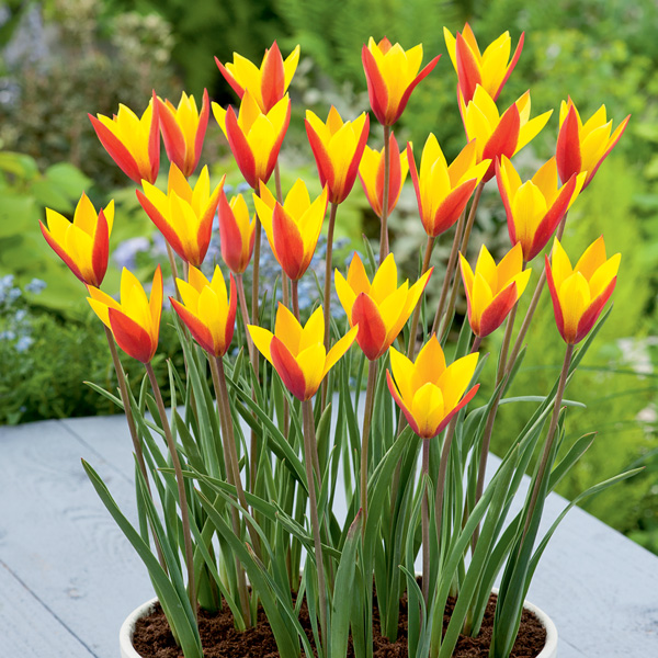 Tulip Clusiana Tinka Garden Express