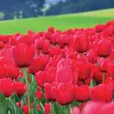 Tulip Ile De France Tulip Ile De France