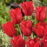 Tulip Kingsblood Pktulkin 2020 - Garden Express Australia