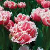 Fringed Tulips