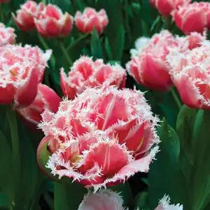 Tulip Growing Guide Tulip Queensland Pktulque - Garden Express Australia