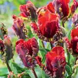 Tulip Rococo Tulip Rococo