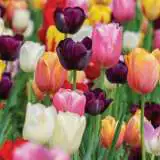 Tulip Single Late Mixed Pktulslm 2020 - Garden Express Australia