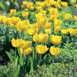 Tulip Strong Gold Pktulsgo 2019 - Garden Express Australia