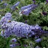 Buddleja Lochinch - Garden Express Australia
