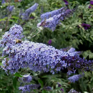 Buddleja Lochinch