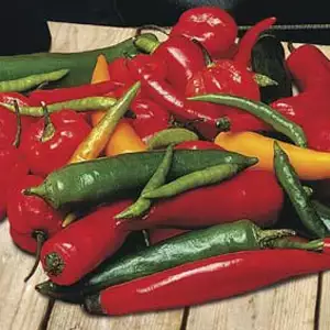 Seed – Chilli Pepper Chilli Shake