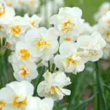 Daffodil Sir Winston Churchill Daffodil Sir Winston Churchill