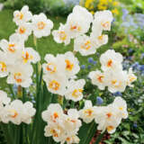 Daffodil Sir Winston Churchill Pkdafswi - Garden Express Australia
