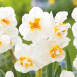 Daffodil Sir Winston Churchill