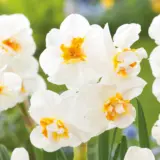 Daffodil Sir Winston Churchill Daffodil Sir Winston Churchill