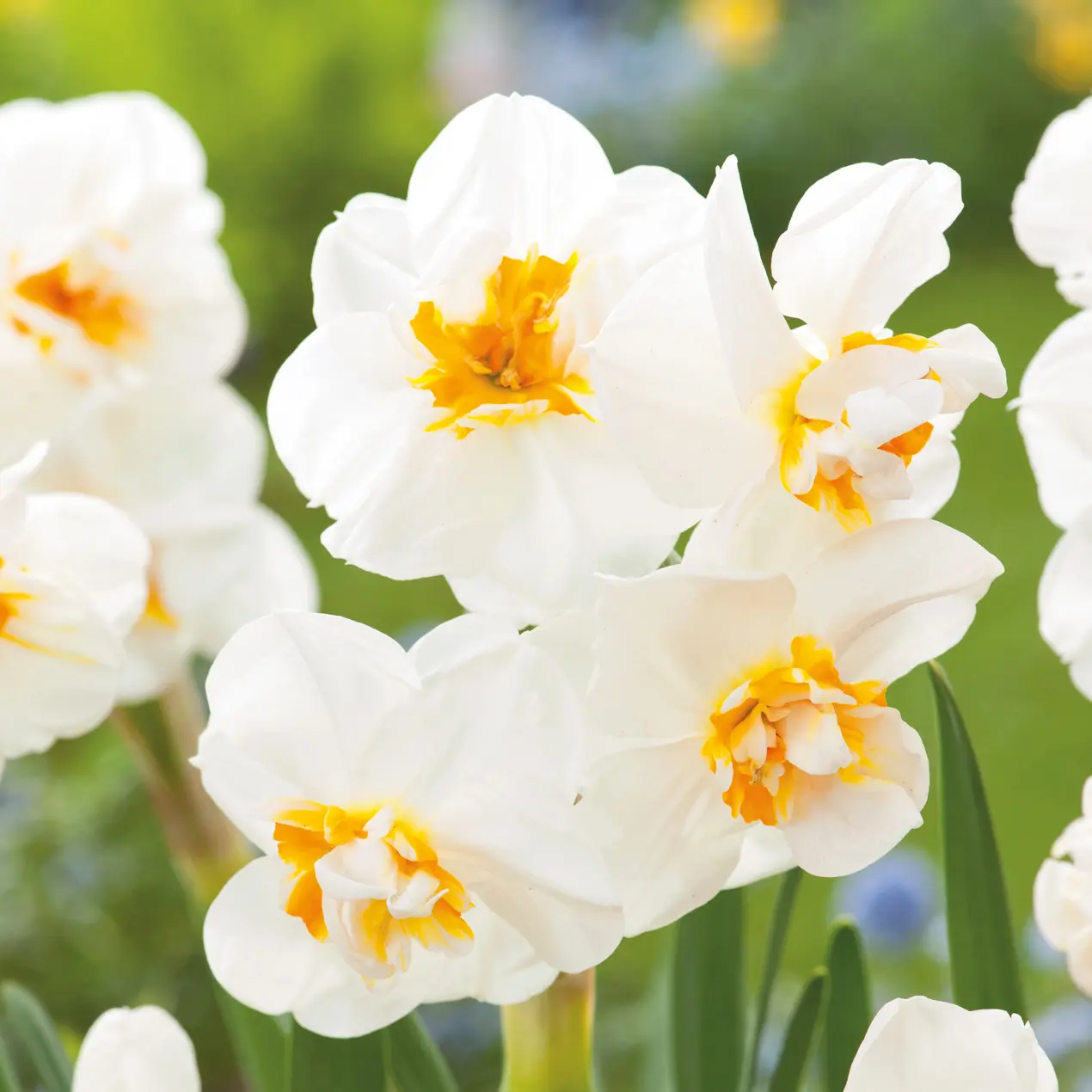 Daffodil Sir Winston Churchill