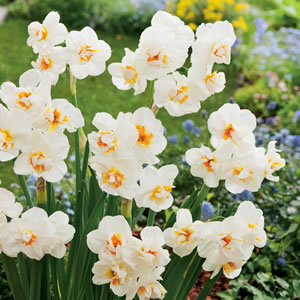 Daffodil Sir Winston Churchill