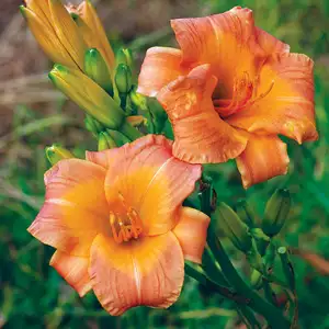 Daylily Mini Gallants Folly Daylily Mini Gallants Folly
