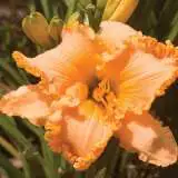 Daylily Spacecoast Fancy Dancer 17 - Garden Express Australia