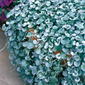 Dichondra Repens Growing Guide Dichondra Silver Falls Lpodicsfa Gl2017 - Garden Express Australia
