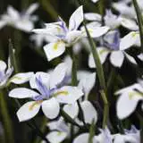 Dietes Iridoides Lpodieiri 2017 - Garden Express Australia