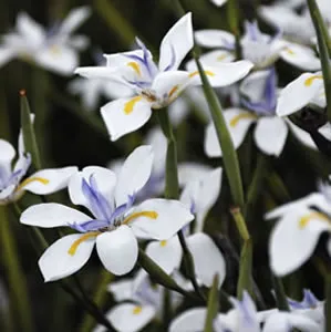 Dietes Grandiflora Dietes Grandiflora