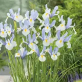 Dutch Iris Silvery Beauty Dutch Iris Silvery Beauty