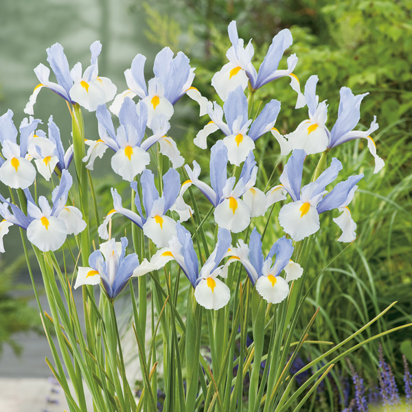 Dutch Iris Silvery Beauty Dutch Iris Silvery Beauty
