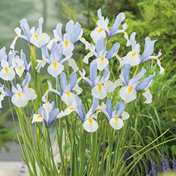 Dutch Iris Silvery Beauty