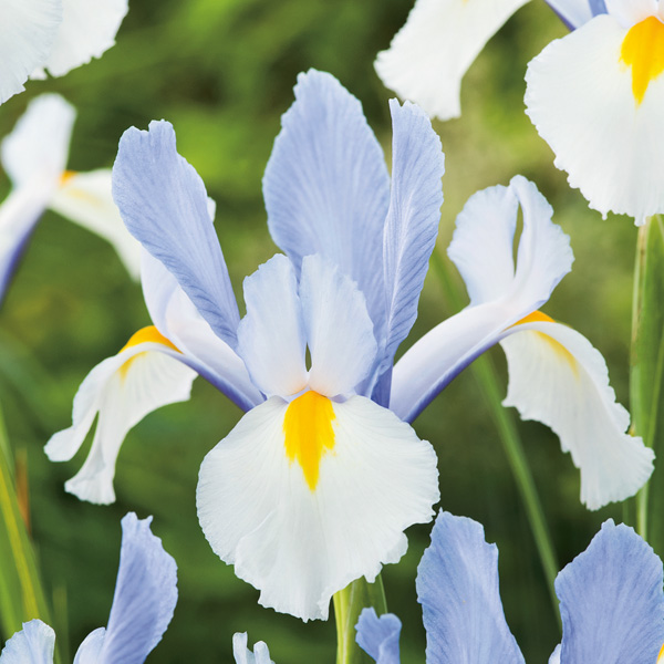 Dutch Iris Silvery Beauty Dutch Iris Silvery Beauty