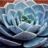 Echeveria Domingo 171 - Garden Express Australia